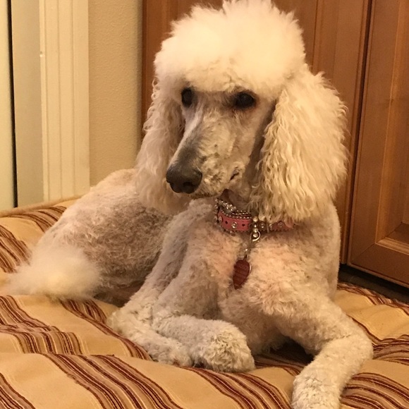 Meet your Posher, Sheree - Picture 5 of 6